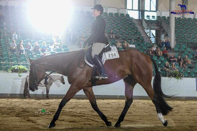 Top Hunter/Allround Prospect, Kerstin Rehbehn (Pferdemarketing Ost), Horses For Sale, Nienburg, Image 9