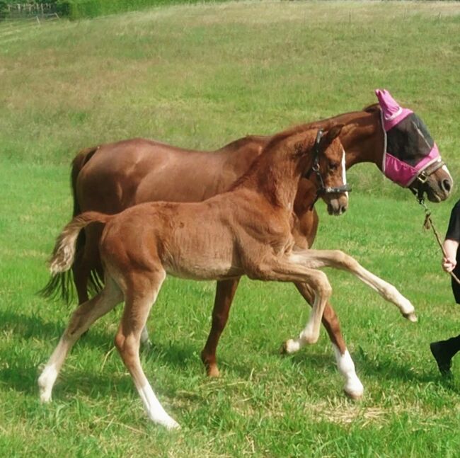 Top Jährlingshengst, Dressurpferdezucht Göpfert , Horses For Sale, Krayenberggemeinde 