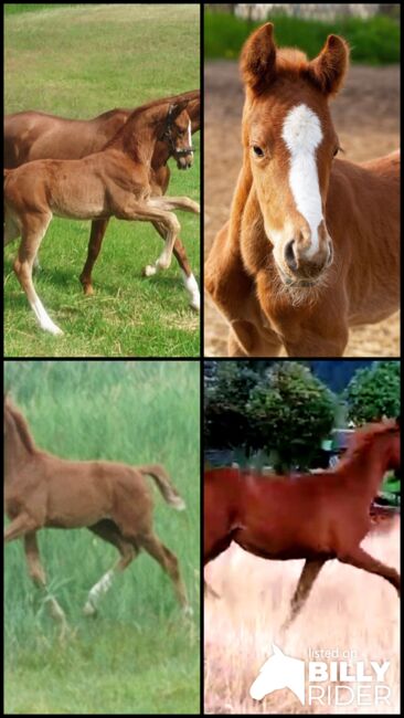 Top Jährlingshengst, Dressurpferdezucht Göpfert , Horses For Sale, Krayenberggemeinde , Image 5