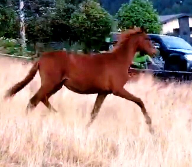 Top Jährlingshengst, Dressurpferdezucht Göpfert , Horses For Sale, Krayenberggemeinde , Image 4