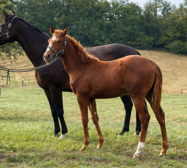 Top-Jährlingsstute mit viel Potenzial!, Pauline Sophie Frahnow, Horses For Sale, Berlin