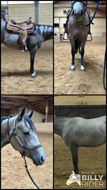 Top Nachwuchspferd, Kerstin Rehbehn (Pferdemarketing Ost), Horses For Sale, Nienburg, Image 6