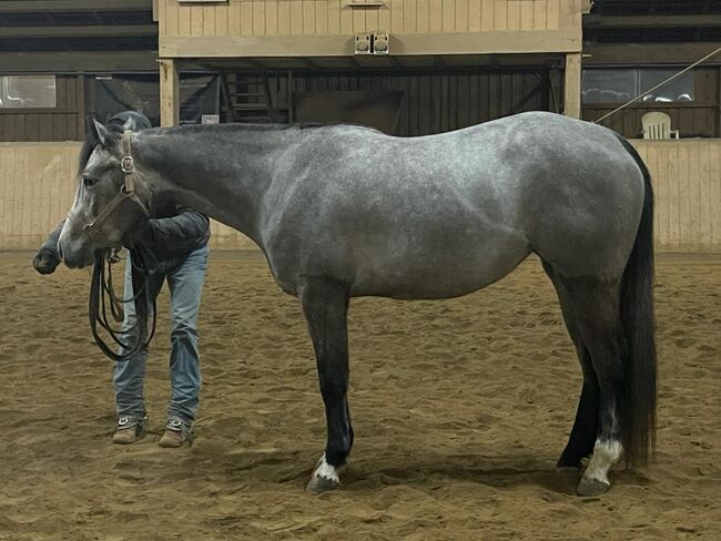 Top Nachwuchspferd, Kerstin Rehbehn (Pferdemarketing Ost), Horses For Sale, Nienburg, Image 4