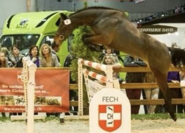 TOP Springfohlen, Beatrice Matos, Horses For Sale, Illhart, Image 3