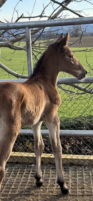 TOP Springfohlen, Beatrice Matos, Horses For Sale, Illhart