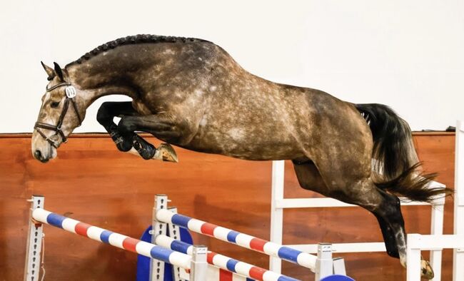 TOP Springfohlen, Beatrice Matos, Horses For Sale, Illhart, Image 4
