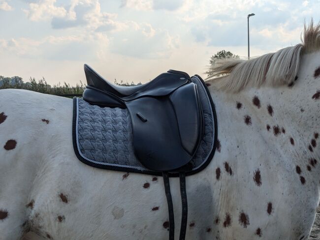 ***TOP*** Kentaur Artemis II 2 zwei Dressursattel 17" Zoll inkl Versand, Kentaur  Artemis II, Line Backsen, Dressage Saddle, Hamburg, Image 5