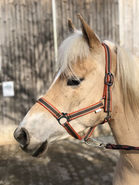 Top Kinderpony, Kronwitter Petra , Horses For Sale, Mainbernheim, Image 7