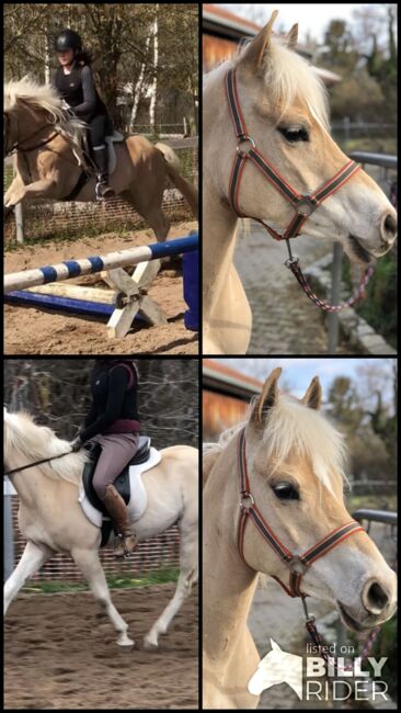 Top Kinderpony, Kronwitter Petra , Horses For Sale, Mainbernheim, Image 11