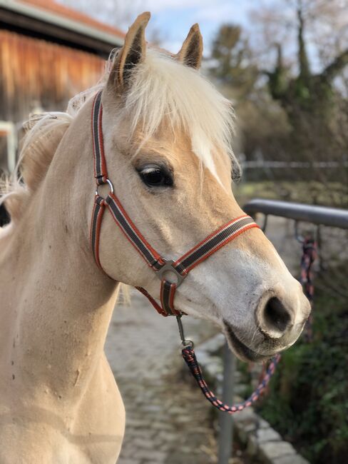 Top Kinderpony, Kronwitter Petra , Pferd kaufen, Mainbernheim, Abbildung 4