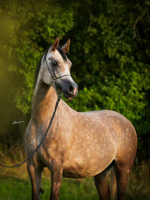 TOP CLASS Araber Stute, Arrax, Horses For Sale, Strykow, Image 2