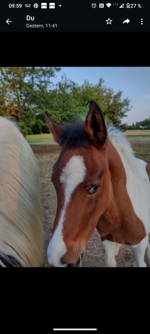 TOP Lewitzer Hengstfohlen, Tanja Gräf , Horses For Sale, Reiskirchen , Image 4