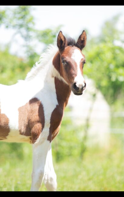 TOP Lewitzer Hengstfohlen, Tanja Gräf , Horses For Sale, Reiskirchen , Image 2