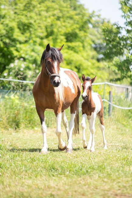 TOP Lewitzer Hengstfohlen, Tanja Gräf , Horses For Sale, Reiskirchen , Image 3