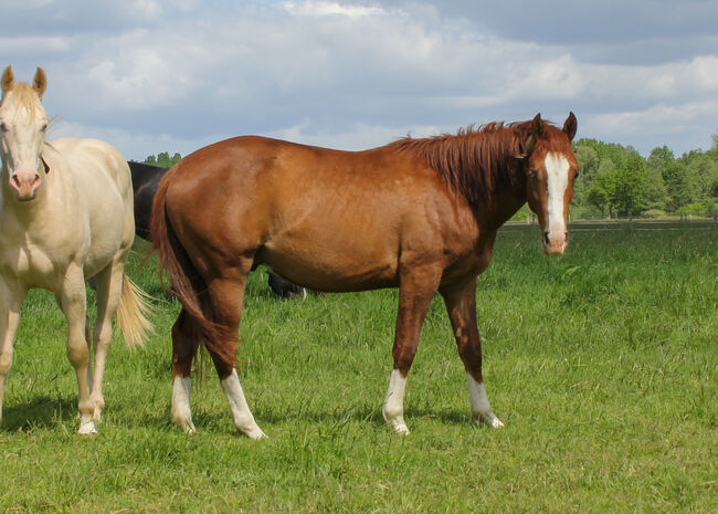 Top Nachwuchs von ARC Gunnabeabigstar, Kerstin Rehbehn (Pferdemarketing Ost), Horses For Sale, Nienburg, Image 2