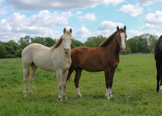 Top Nachwuchs von ARC Gunnabeabigstar, Kerstin Rehbehn (Pferdemarketing Ost), Horses For Sale, Nienburg, Image 4