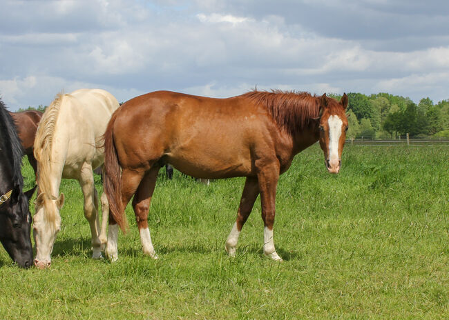 Top Nachwuchs von ARC Gunnabeabigstar, Kerstin Rehbehn (Pferdemarketing Ost), Horses For Sale, Nienburg