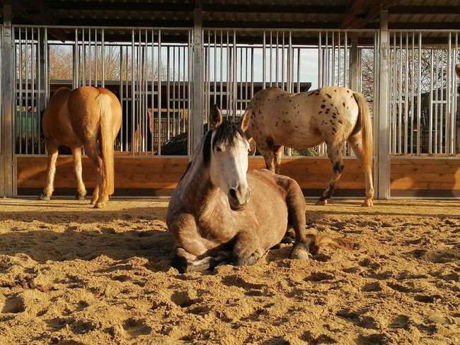 TOP-Angebot: Pferdeunterstand, Weideunterstand & Offenstall kaufen - Weidehütte, AUSSENBOXEN Pferdeunterstand - Weideunterstand - Unterstand - Offenstall bauen, AUSSENBOXEN (AUSSENBOXEN Sp. z o.o.), Horse & Stable Mats, Wałcz, Image 9