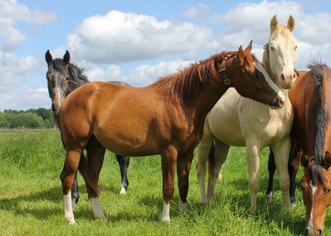 Top Nachwuchs von ARC Gunnabeabigstar, Kerstin Rehbehn (Pferdemarketing Ost), Horses For Sale, Nienburg, Image 9