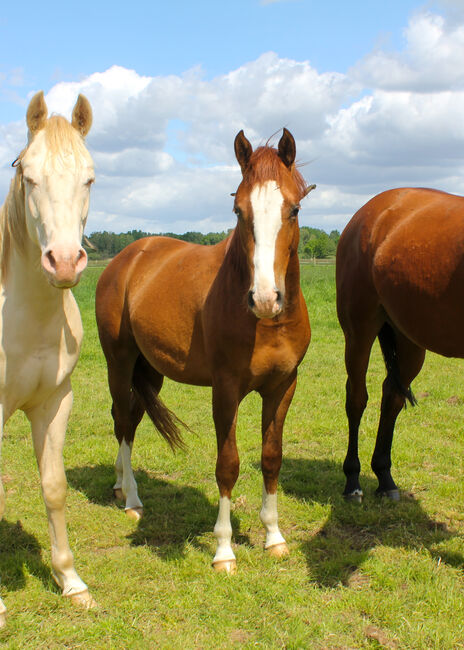 Top Nachwuchs von ARC Gunnabeabigstar, Kerstin Rehbehn (Pferdemarketing Ost), Horses For Sale, Nienburg, Image 12