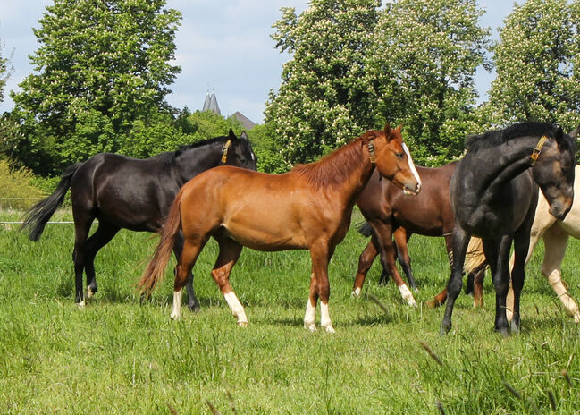 Top Nachwuchs von ARC Gunnabeabigstar, Kerstin Rehbehn (Pferdemarketing Ost), Horses For Sale, Nienburg, Image 13