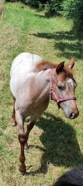 Top Nachwuchs von Redwhiteandblue Boon, Kerstin Rehbehn (Pferdemarketing Ost), Horses For Sale, Nienburg, Image 3