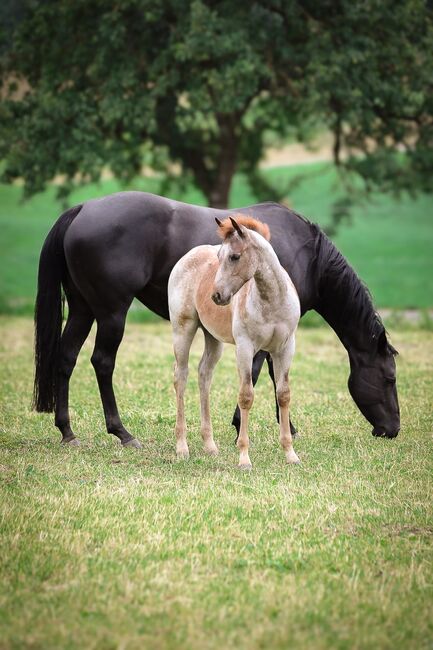 Top Nachwuchs von Redwhiteandblue Boon, Kerstin Rehbehn (Pferdemarketing Ost), Horses For Sale, Nienburg, Image 4