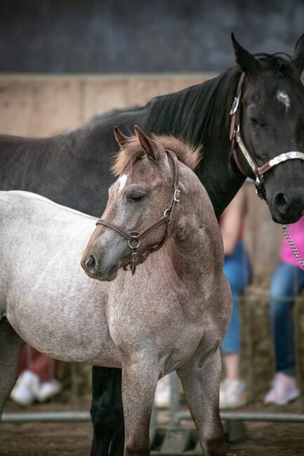 Top Nachwuchs von Redwhiteandblue Boon, Kerstin Rehbehn (Pferdemarketing Ost), Horses For Sale, Nienburg, Image 2