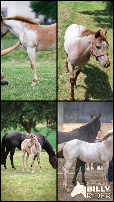 Top Nachwuchs von Redwhiteandblue Boon, Kerstin Rehbehn (Pferdemarketing Ost), Horses For Sale, Nienburg, Image 9