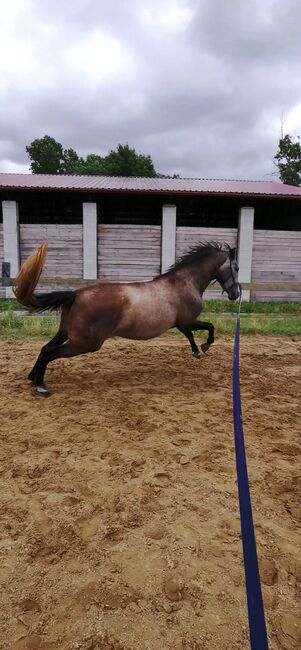 Top P.R.E. Mare 2020 for sale, Suzana, Horses For Sale, Wien, Image 2