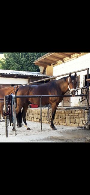 TOP PFERD inkl. AKU & Equipment, Larissa Lea, Horses For Sale, St. Pölten, Image 5