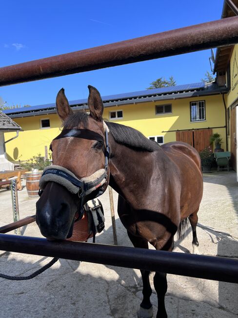 TOP PFERD inkl. AKU & Equipment, Larissa Lea, Horses For Sale, St. Pölten, Image 6