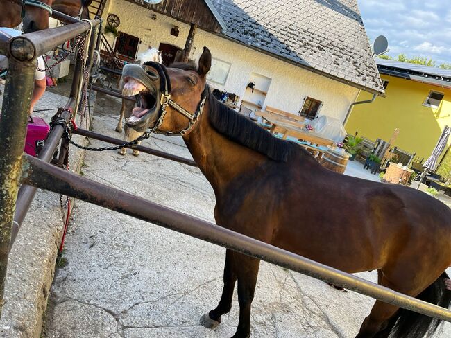 TOP PFERD inkl. AKU & Equipment, Larissa Lea, Pferd kaufen, St. Pölten, Abbildung 4