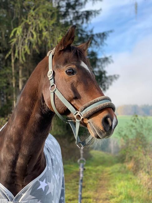 TOP PFERD inkl. AKU & Equipment, Larissa Lea, Pferd kaufen, St. Pölten, Abbildung 10