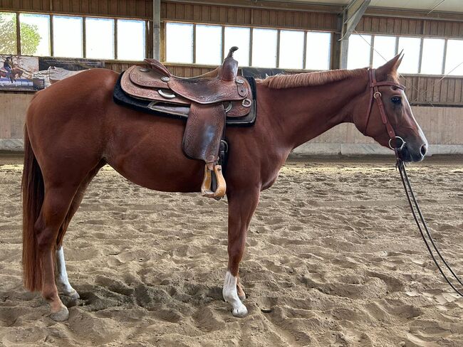 Top QH Nachwuchsstute vom Allround Vererber Unxpected, Kerstin Rehbehn (Pferdemarketing Ost), Horses For Sale, Nienburg, Image 12