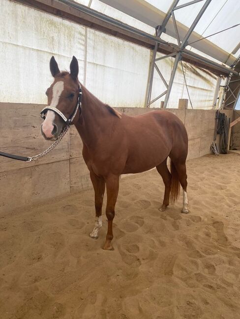 Top QH Nachwuchsstute vom Allround Vererber Unxpected, Kerstin Rehbehn (Pferdemarketing Ost), Pferd kaufen, Nienburg, Abbildung 8