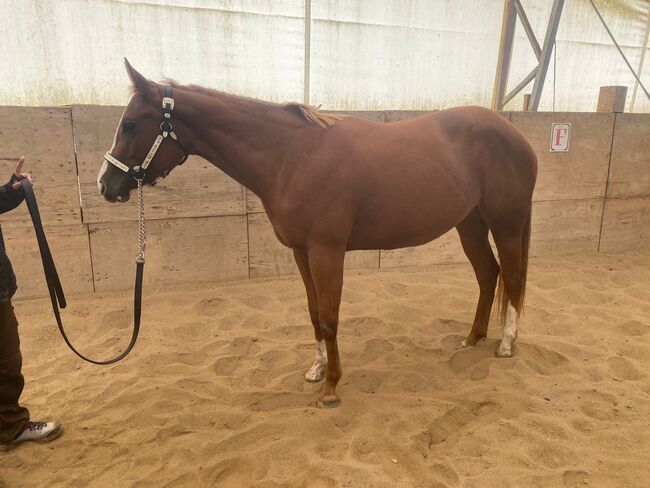 Top QH Nachwuchsstute vom Allround Vererber Unxpected, Kerstin Rehbehn (Pferdemarketing Ost), Pferd kaufen, Nienburg, Abbildung 3