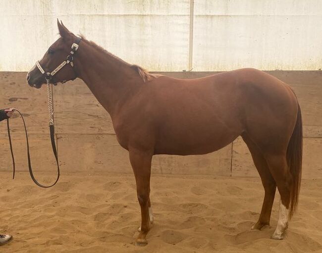 Top QH Nachwuchsstute vom Allround Vererber Unxpected, Kerstin Rehbehn (Pferdemarketing Ost), Pferd kaufen, Nienburg, Abbildung 8