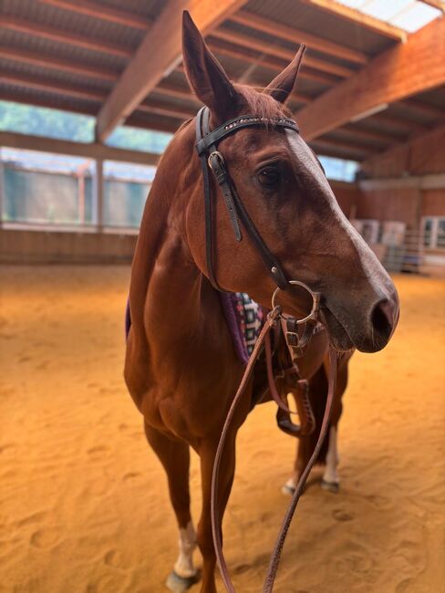 Top QH Nachwuchsstute vom Allround Vererber Unxpected, Kerstin Rehbehn (Pferdemarketing Ost), Pferd kaufen, Nienburg, Abbildung 4