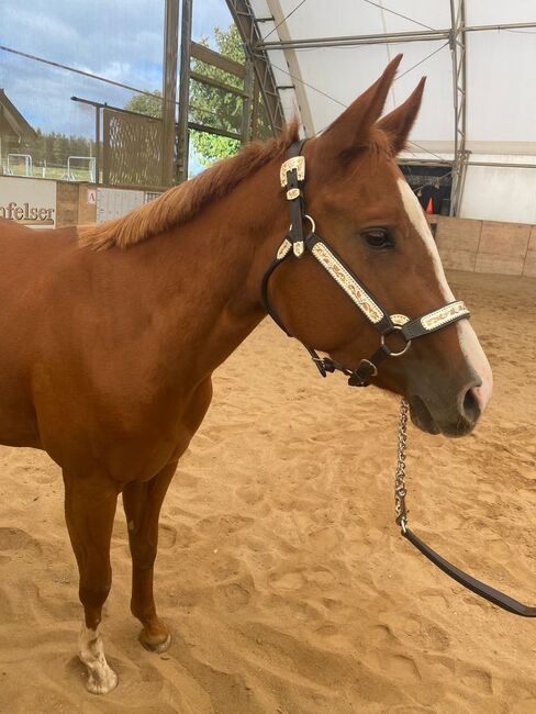 Top QH Nachwuchsstute vom Allround Vererber Unxpected, Kerstin Rehbehn (Pferdemarketing Ost), Pferd kaufen, Nienburg, Abbildung 14