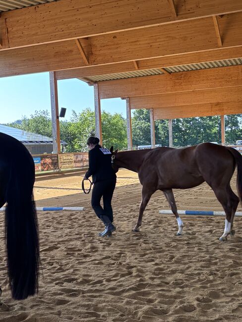 Top QH Nachwuchsstute vom Allround Vererber Unxpected, Kerstin Rehbehn (Pferdemarketing Ost), Horses For Sale, Nienburg, Image 3