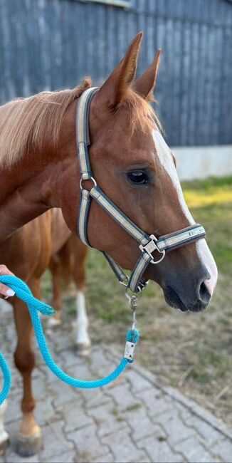 Top QH Nachwuchsstute vom Allround Vererber Unxpected, Kerstin Rehbehn (Pferdemarketing Ost), Horses For Sale, Nienburg, Image 2