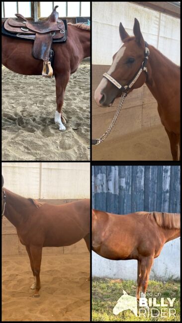 Top QH Nachwuchsstute vom Allround Vererber Unxpected, Kerstin Rehbehn (Pferdemarketing Ost), Horses For Sale, Nienburg, Image 15