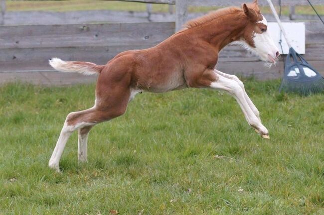 Top Quarter Horse Stutfohlen in mega Optik, Kerstin Rehbehn (Pferdemarketing Ost), Horses For Sale, Nienburg, Image 4