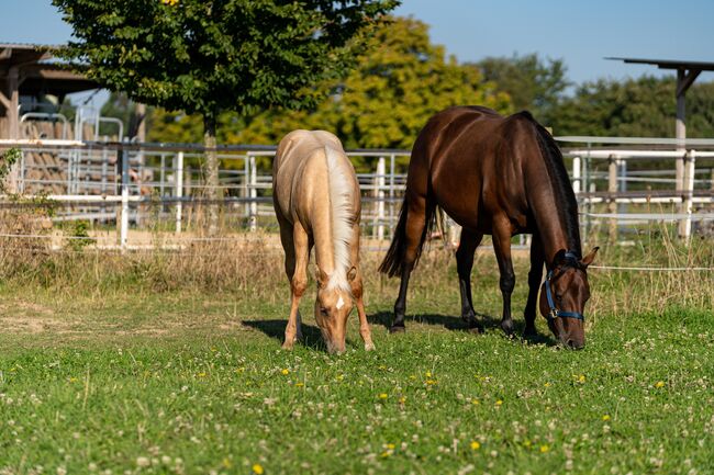 Top Quarter Horse Jährling von Sharp Dressed Shiner, Kerstin Rehbehn (Pferdemarketing Ost), Pferd kaufen, Nienburg, Abbildung 7