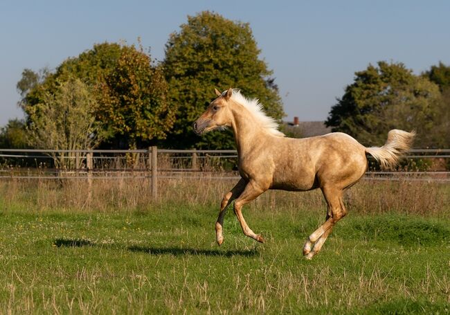 Top Quarter Horse Jährling von Sharp Dressed Shiner, Kerstin Rehbehn (Pferdemarketing Ost), Pferd kaufen, Nienburg, Abbildung 8