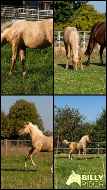 Top Quarter Horse Jährling von Sharp Dressed Shiner, Kerstin Rehbehn (Pferdemarketing Ost), Pferd kaufen, Nienburg, Abbildung 10