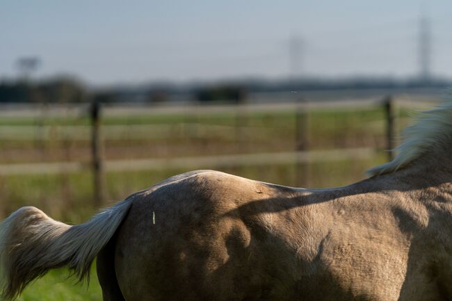 Top Quarter Horse Jährling von Sharp Dressed Shiner, Kerstin Rehbehn (Pferdemarketing Ost), Pferd kaufen, Nienburg, Abbildung 3