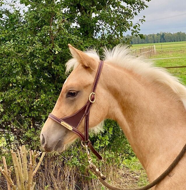 Top Quarter Horse Jährling von Sharp Dressed Shiner, Kerstin Rehbehn (Pferdemarketing Ost), Pferd kaufen, Nienburg, Abbildung 4