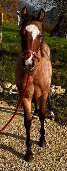 Top Quarter Horse Jährling, Stute in Sonderlackierung, Romy Paschold, Pferd kaufen, Buch am Irchel 